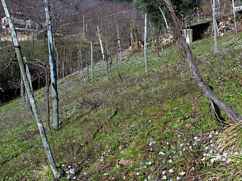 Crocus biflorus Miller / Zafferano selvatico